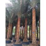 海南中东海枣,杆高4米多少钱,银海枣热带植物,园林绿化工程施工